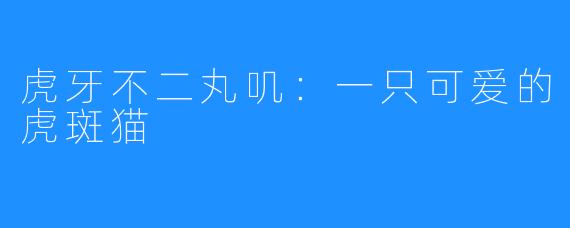 虎牙不二丸叽:一只可爱的虎斑猫